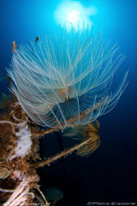 Feather duster and squid eggs by Pietro Cremone 